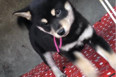 成約済の山梨県の柴犬-61383の7枚目