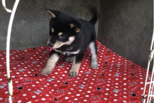 成約済の山梨県の柴犬-61383の6枚目