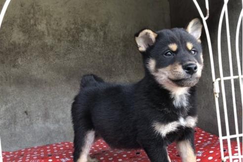 成約済の山梨県の柴犬-61384の4枚目