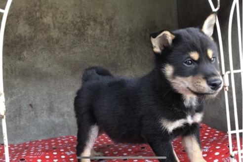 成約済の山梨県の柴犬-61384の3枚目