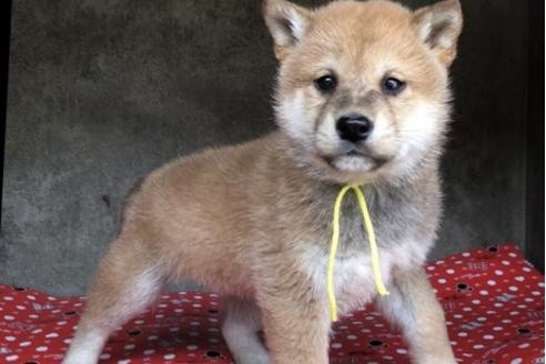 成約済の山梨県の柴犬-61386の8枚目