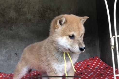 成約済の山梨県の柴犬-61386の7枚目