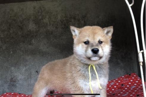 成約済の山梨県の柴犬-61386の6枚目
