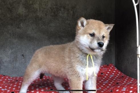 成約済の山梨県の柴犬-61386の5枚目