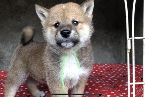 成約済の山梨県の柴犬-61387の6枚目