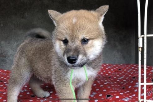 成約済の山梨県の柴犬-61387の5枚目