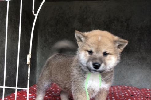 成約済の山梨県の柴犬-61387の4枚目