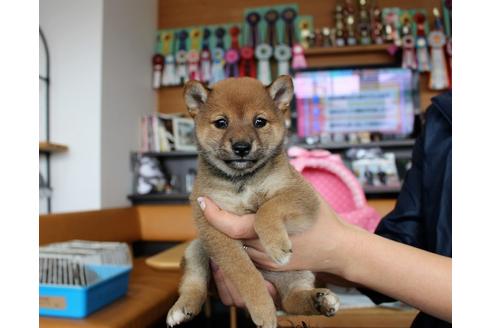 成約済の大阪府の柴犬-61434の4枚目