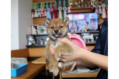 成約済の大阪府の柴犬-61434の5枚目