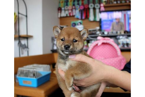 成約済の大阪府の柴犬-61434の2枚目