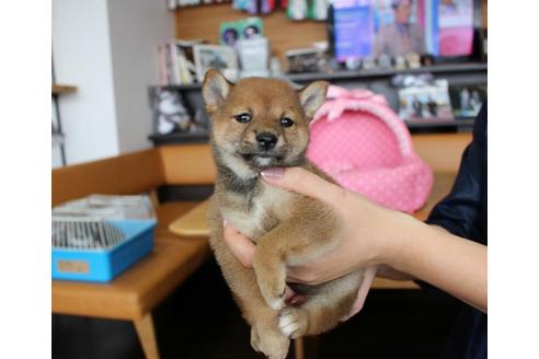 成約済の大阪府の柴犬-61434の1枚目