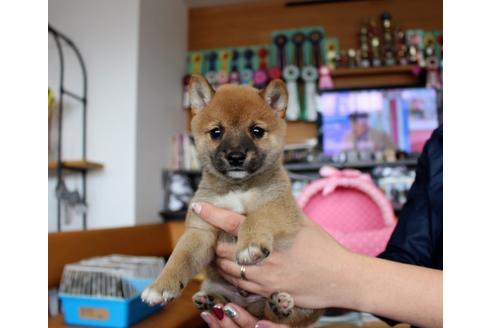成約済の大阪府の柴犬-61436の5枚目
