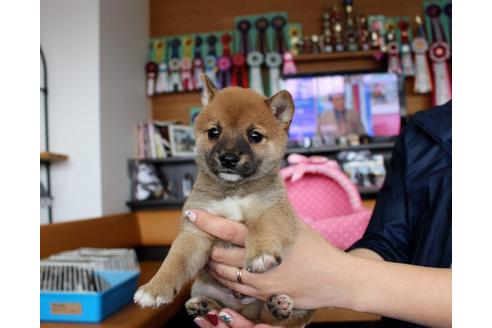 成約済の大阪府の柴犬-61436の4枚目