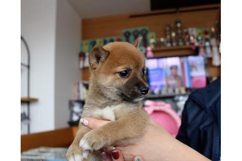成約済の大阪府の柴犬-61436の2枚目