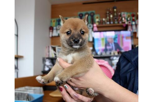 成約済の大阪府の柴犬-61436の1枚目