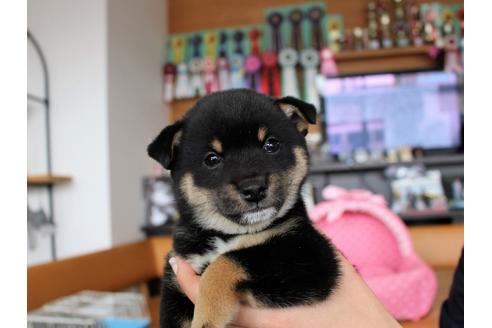 成約済の大阪府の柴犬-61438の5枚目
