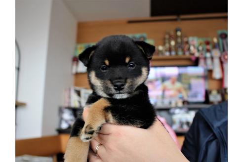 成約済の大阪府の柴犬-61438の3枚目