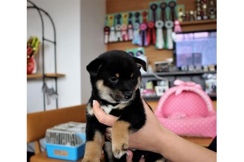 成約済の大阪府の柴犬-61438の2枚目