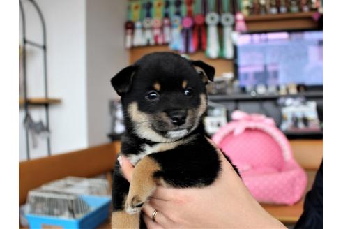 成約済の大阪府の柴犬-61438の1枚目
