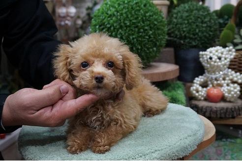 成約済の京都府のティーカッププードル-58351