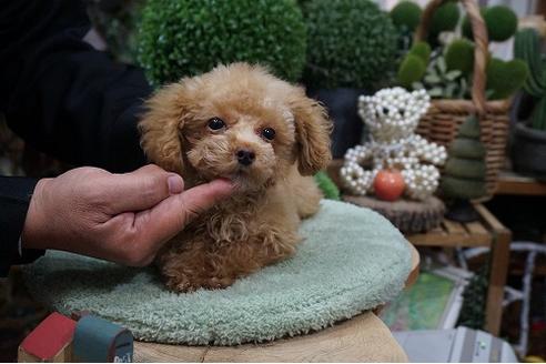 成約済の京都府のティーカッププードル-58351の3枚目