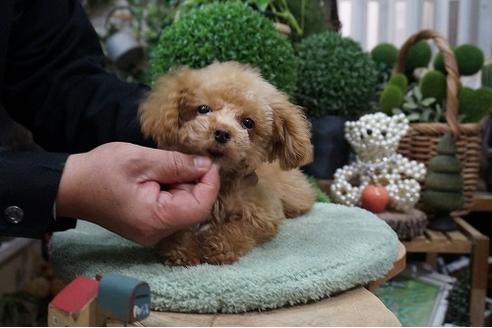 成約済の京都府のティーカッププードル-58351の2枚目