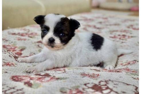 成約済の香川県のチワワ(ロングコート)-61496