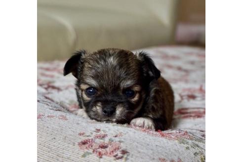 成約済の香川県のチワワ(ロングコート)-61497