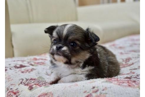 成約済の香川県のチワワ(ロングコート)-61499