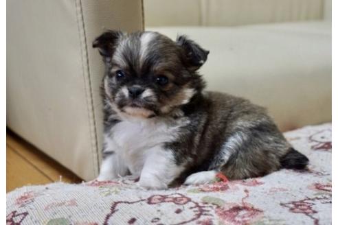 成約済の香川県のチワワ(ロングコート)-61499の2枚目