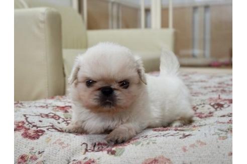 成約済の香川県のペキニーズ-61500