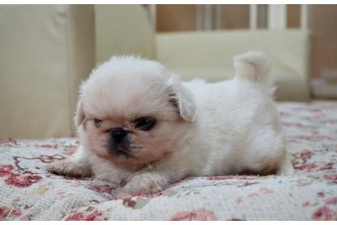 成約済の香川県のペキニーズ-61500の3枚目