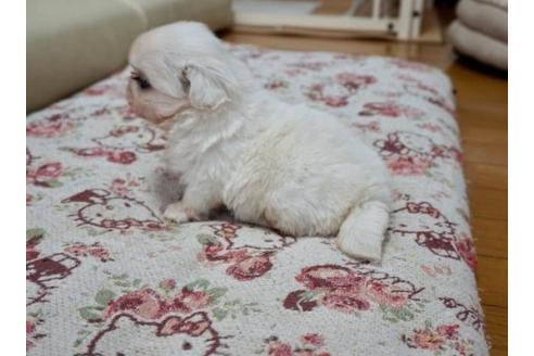 成約済の香川県のペキニーズ-61500の2枚目