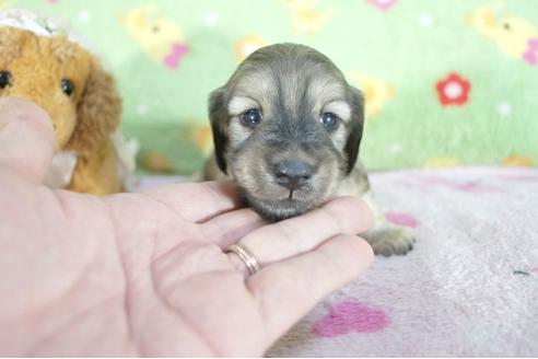 成約済の兵庫県のミニチュアダックスフンド(ロングヘアード)-61501の2枚目