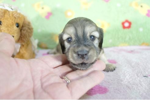 成約済の兵庫県のミニチュアダックスフンド(ロングヘアード)-61501の1枚目
