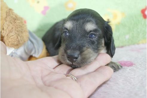 成約済の兵庫県のミニチュアダックスフンド(ロングヘアード)-61502の5枚目