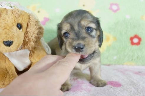成約済の兵庫県のミニチュアダックスフンド(ロングヘアード)-61504の2枚目