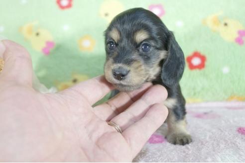 成約済の兵庫県のミニチュアダックスフンド(ロングヘアード)-61505の3枚目