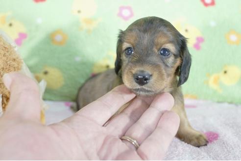 成約済の兵庫県のミニチュアダックスフンド(ロングヘアード)-61507の2枚目