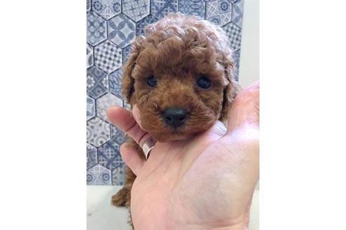 成約済の東京都のトイプードル-61515の3枚目