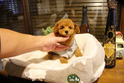 成約済の埼玉県のトイプードル-60292の1枚目