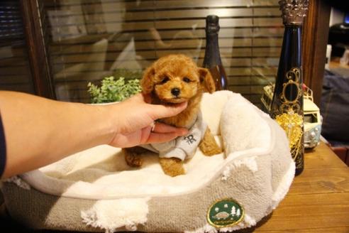 成約済の埼玉県のトイプードル-60292の5枚目