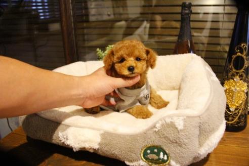 成約済の埼玉県のトイプードル-60292の3枚目