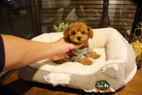 成約済の埼玉県のトイプードル-60292の2枚目