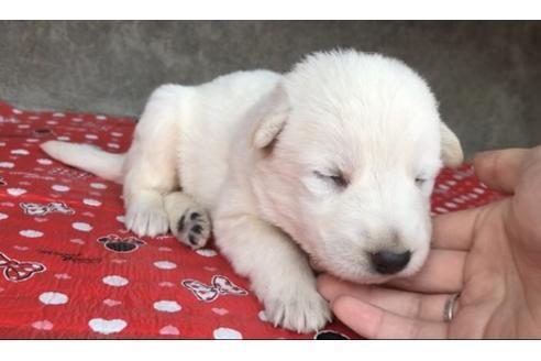 成約済の山梨県のホワイトシェパード-59721の4枚目