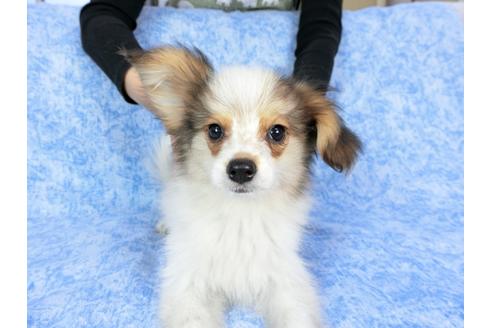 成約済の千葉県のパピヨン-58156の19枚目