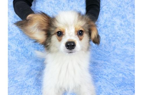 成約済の千葉県のパピヨン-58156の18枚目