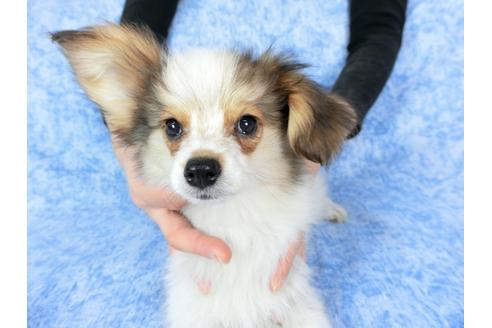 成約済の千葉県のパピヨン-58156の17枚目