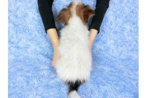 成約済の千葉県のパピヨン-58156の16枚目