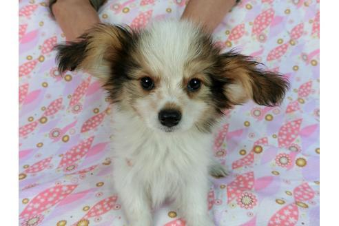 成約済の千葉県のパピヨン-58156の15枚目